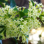 2 Night Blooming Jasmine Plants Live, Cestrum Nocturnum Plant Jasmine Climbing Plants, 5 to 7 Inc, Hanging Basket Live Plant Well Rooted
