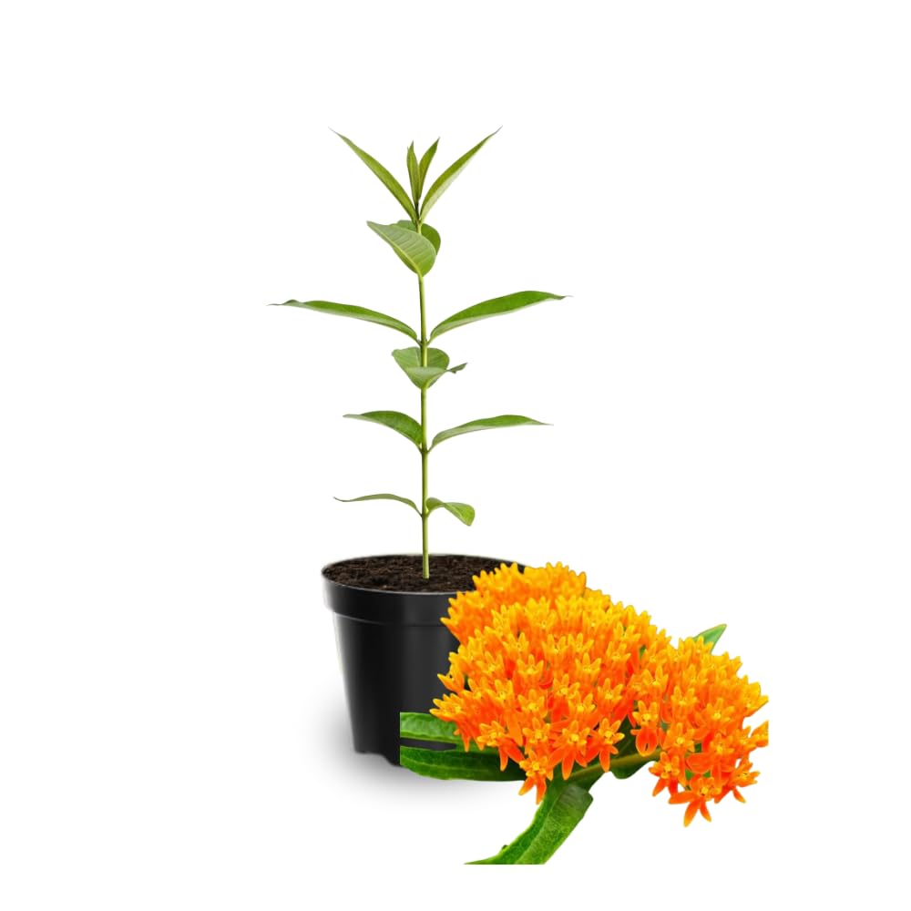 Pack 2 Orange Milkweed Live Plants, Butterfly Milkweed Shrub, Asclepias Tuberosa Plants 4-8 Inches