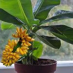 Banana Plant Live, Truly Tiny Banana Tree Live Plant, Hardy Banana Fruit Seedling 4 to 8 Inch Tall, Indoor Outdoor