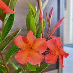 2 Orange Dipladenia Bushes Flower Plants, Pink Flowering Plants, 4-8 Inches, Outdoor Growing
