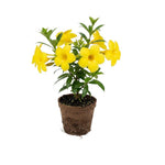 3 Dwarf Allamanda Plant Live, Yellow Allamanda Flower Plant, Tropical Yellow Flowering Plants for Outdoor Garden and Container Growing, No Pot