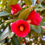 Red Camellia Live Plant, 10-12 Inch Tall Camellia Japonica in 4" Pot, Flowering Shrub for Indoor or Outdoor Planting