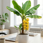 Truly Tiny Banana Plant Tree Live, Cold Hardy 4-7" in Tall, No Pot, Outdoor Spring Planting, Rare and Sweet Banana Plants