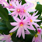 Easter Cactus Live Plant, 4-9” Tall, Rooted Holiday Cactus Succulent Plant for Indoor or Outdoor Growing, Easy Care Flowering Houseplant (Pink Easter Cactus)
