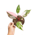 Princess Philodendron Plants Live, 4-9” Tall Rare Indoor Houseplants with Variegated Leaves, Easy Care Tropical Plant, No Pot (Pink Philodendron Plant)