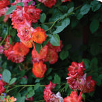 Orange Yellow Climbing Rose Live Plant Well Rooted, No Leaf, Ready to Plant Indoor Outdoor, Climber Rose Bush, Hybrid Tea Rose Like, Very Fragrant, Long Bloomer