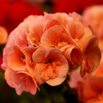 2 Orange Geranium Plants Live, Geraniums Live Plants, Colorful Flowering Plants for Garden, Patio, or Hanging Baskets, 5-9" Tall, No Pot