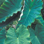 Set 2 Giant Colocasia Elephant Ear Plants Live 4–7 Inches Tall, Tropical Foliage Plants for Outdoor Garden, Large Leaf Plants for Patio, Containers or Landscape