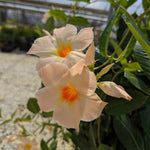 Apricot Dipladenia Live Plant, Tropical Flowering Vine Trailing Plants, 4 to 9 Inch Tall