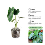 Set 2 Giant Colocasia Elephant Ear Plants Live 4–7 Inches Tall, Tropical Foliage Plants for Outdoor Garden, Large Leaf Plants for Patio, Containers or Landscape