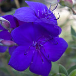 2 Blue Tibouchina Plants Live for Planting 5 to 8 Inch Tall, Blue Tibouchina Live Plant to Grow, Tibouchina Flower