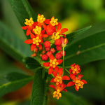 Pack 2 Red Milkweed Live Plants, Butterfly Tropical Milkweed Shrub, Asclepias Tuberosa Plants 4-8 Inches