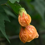 Orange Abutilon Live Plant 4–7 Inches Tall, Flowering Lantern Plant for Indoor Outdoor Garden, Ornamental Flower Plants for Patio Containers or Garden Beds