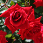 Rose Live Plant, Roses Flower Plant, Fragrant Flower for Planting, 4-6 Inches Tall, Bush Shrub Plants, Well Rooted, Ready to Grow (Orange Rose)