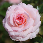 Rose Bush Live Plant, Heirloom Rose Plant Live for Planting, 5-10 Inch Tall, Fragrant Flowers Well Rooted Starter Plant, No Pot (Pink Rose)