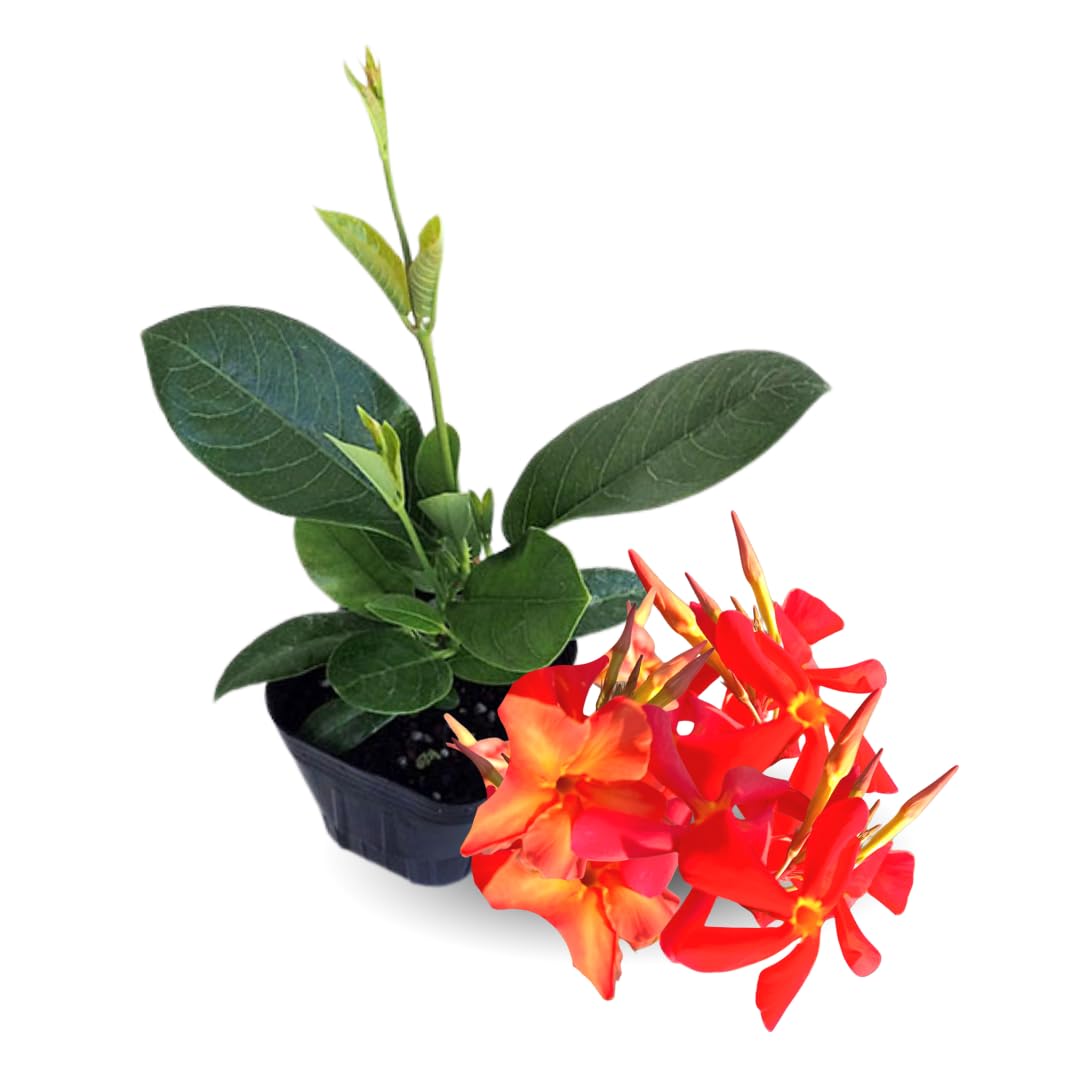 Set of 2 Mandevilla Live Plants, Orange Mandevilla Flower Plants, 4 to 6 Inches Tall Garden