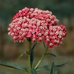 2 Butterfly Milkweed Plants Live, Asclepias Tuberosa Tropical Milkweed Flowers for Butterfly Garden, 4-9" Tall Perennials, No Pot Included (Deep Red Milkweed)