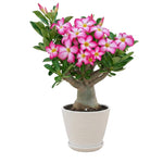 02 Pink Desert Rose Live Plants, Starter Adenium 3-6 Inches Tall, No Pot, No Flower, Tropical Flowering Succulent Plants for Indoor Outdoor Growing