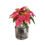 2 Multi Varieties Poinsettia Plants Live, Stripes Red Poinsettia Flowers for Holiday Christmas Gift, Decoration Houseplant 5-10" in Tall, No Pot