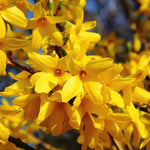 1 Yellow Forsythia Bush Live Plant 6 to 14 Inch Tall, Lynwood Gold Forsythia Plant Live for Planting in Pot