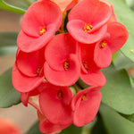 2 Euphorbia Milii Red Crown of Thorns Plant Live, Cold Hardy Succulent Houseplant 4-7" Tall with Constant Blooms