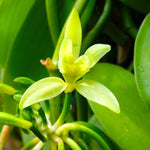 Fast Growing Vanilla Bean Orchid Live Plant, Green Fragrant Beans Vanilla Starter Plant, 3 to 7 Inches in Tall, Rare Plant Outdoor Indoor