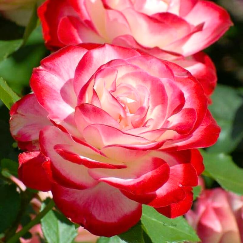 Rose Bush Live Plant, Heirloom Rose Plant Live for Planting, Fragrant Flowers Well Rooted Plant, 5-10 Inch Tall (Delight Rose)