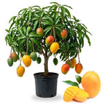 No CA, Grafted Mango Tree Live Plant, 2 Years Old Ready to Bear Fruit, 2-3 Ft Mango Plant for Spring Planting (Triple)