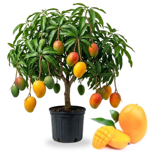 No CA, Grafted Mango Tree Live Plant, 2 Years Old Ready to Bear Fruit, 2-3 Ft Mango Plant for Spring Planting (Triple)