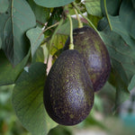Live Early Season Avocado Tree Plant in 3 Gallon Pot, Cold Hardy Avocado Tree 2-3 Ft Tall, Ready to Bear Fruits