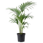 Palm Tree Live Plant, Fully Rooted in 3 Gallon Pot, Rare Tropical Plant Live for Indoor or Outdoor Growing, Dark Green