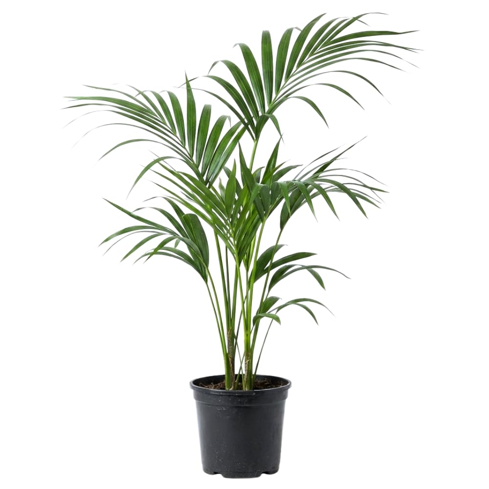 Palm Tree Live Plant, Fully Rooted in 3 Gallon Pot, Rare Tropical Plant Live for Indoor or Outdoor Growing, Dark Green