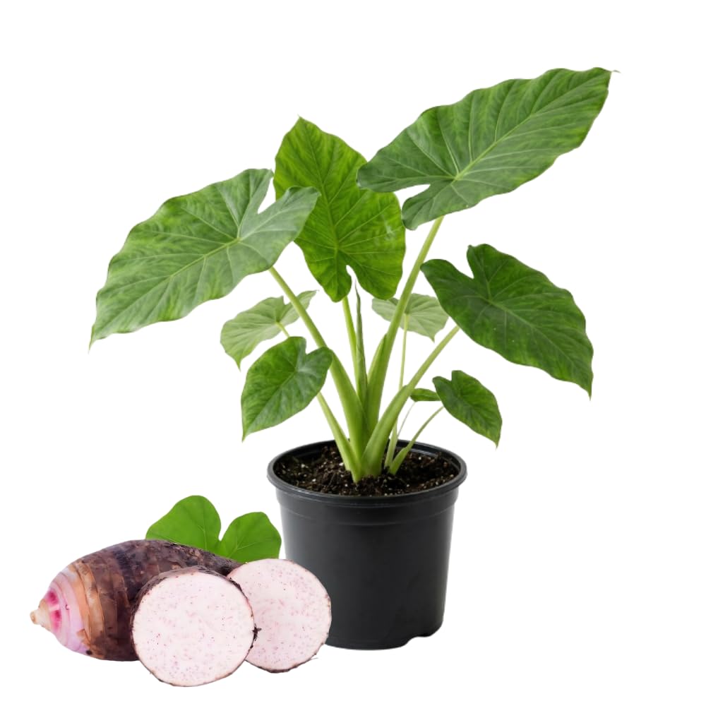 Taro Plant Live, Edible Colocasia Plant, 4-6 Inc Tall, Easycare Tropical Plant for Patio and Landscape