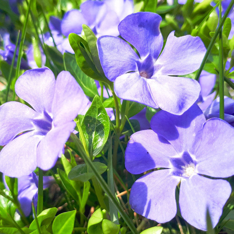 Vinca Plants Live - 600 Bare Roots - 6 to 9 Inc Tall