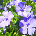 Vinca Plants Live - 600 Bare Roots - 6 to 9 Inc Tall