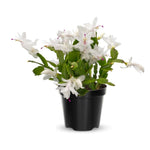 Live White Christmas Cactus Live Plant 4–6 Inches Tall, Winter Blooming False Thanksgiving Cactus Well Rooted, Flowering Houseplant for Home and Office