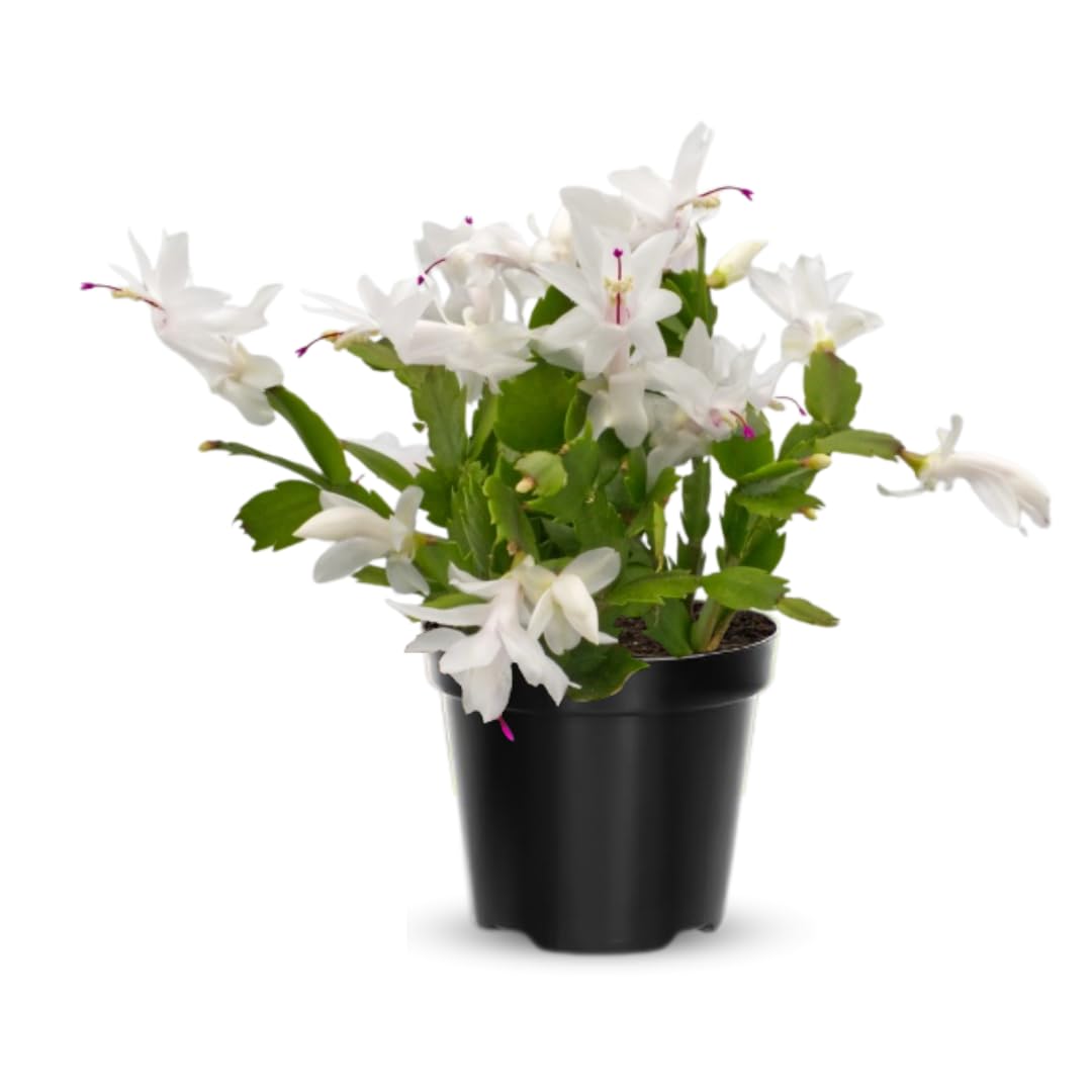 Live White Christmas Cactus Live Plant 4–6 Inches Tall, Winter Blooming False Thanksgiving Cactus Well Rooted, Flowering Houseplant for Home and Office