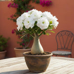 02 White Desert Rose Live Plants, Starter Adenium 3-6 Inches Tall, No Pot, No Flower, Tropical Flowering Succulent Plants for Indoor Outdoor Growing