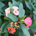 2 Euphorbia Milii Mixed Crown of Thorns Plant Live, Cold Hardy Succulent Houseplant 4-7" Tall with Constant Blooms