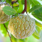 Atemoya Sugar Apple Tree Live Plant, 2-3 Ft in One Gallon Pot, 2 Years Old Tree Annona Squamosa Soursop Like, Outdoor Spring Tropical Fruit Planting, No CA