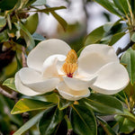 Southern Magnolia Plant Live 6 to 12 Inches Tall, No Pot, White Magnolia Tree Live Plant, Fragrant Magnolia Flowers