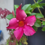 2 Mandevilla Plants Live, 4-6'' Tall, Mandevilla Flower Plants, Vibrant Flowers Plant for Outdoor Growing