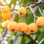 Loquat Fruit Tree 10-14" Tall, Half-Gallon Pot, Well-Rooted Loquat Plant for Garden and Orchard Planting