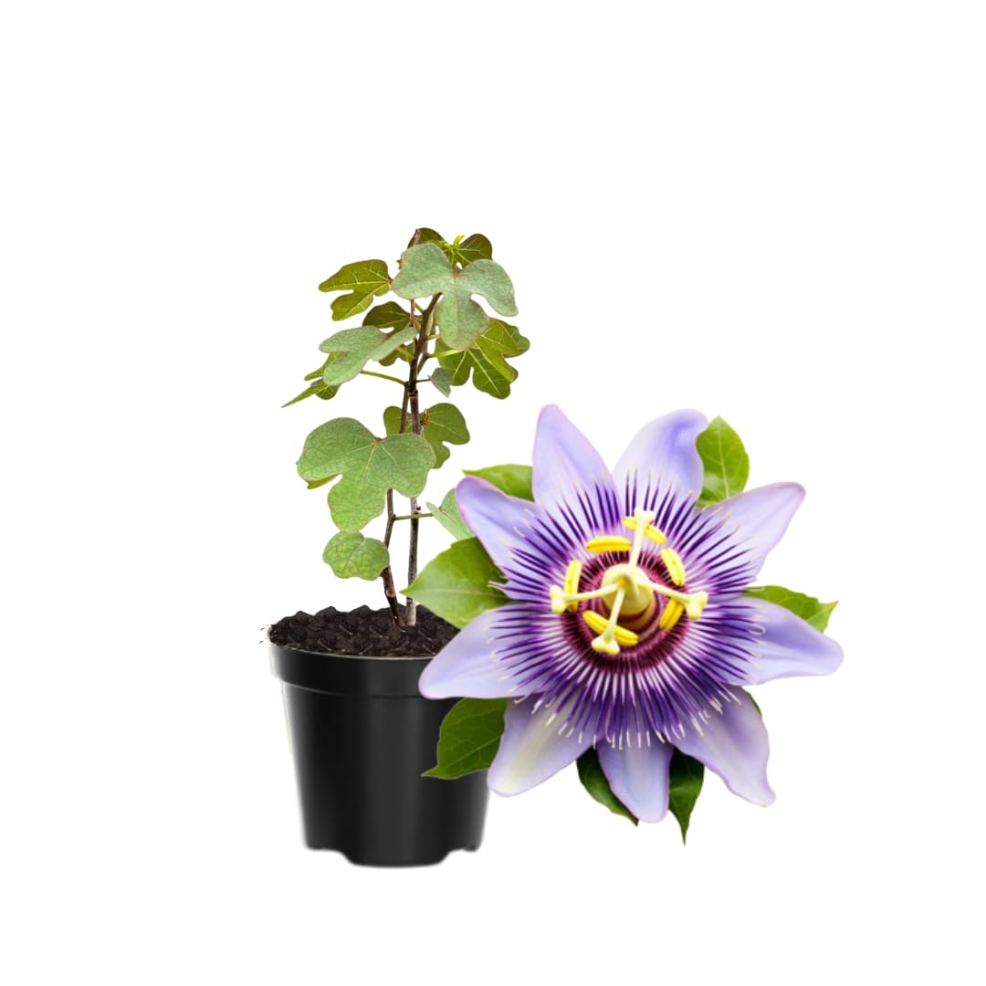 Pack 2 Passion Flower Plants, Light Purple Passiflora Vine Flowering Plant 4-7 Inch Tall, Indoor Outdoor Planting