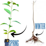 Set 2 Sassafras Seedlings Trees Live Plants, Dormant in Winter, Well-Rooted from 6 to 12 Inches Tall, 1 Year Old Tree, Cold Hardy, Sassafras Tree Live Plant