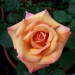 Rose Bush Live Plant, Heirloom Rose Plant Live for Planting, 5-10 Inch Tall, Fragrant Flowers Well Rooted Starter Plant, No Pot (Coral Rose)