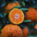 Golden Late-Season Mandarin Tree Live Plant Grafted 2-3 Feet, Fast-Growing and Bear Fruit for Citrus Garden Outdoor Planting Zones 9-11