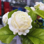 Double Jasmine Flower Plant Live, 1 Live Plant, Sambac Jasmine Plants Live, 5 to 6 Inc Tall