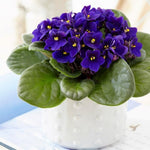 Blue African Violet Live Plant in 4” Pot, Blooming Indoor Houseplant, Easy Care Flowering Plant for Home or Office Décor
