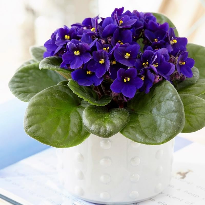 Blue African Violet Live Plant in 4” Pot, Blooming Indoor Houseplant, Easy Care Flowering Plant for Home or Office Décor